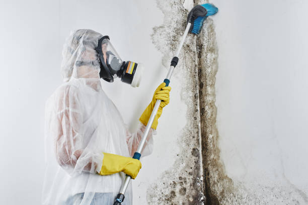 Professional Mold Inspection in Hartford, AL