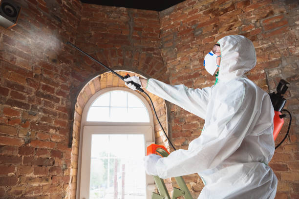 Best Basement Mold Removal  in Hartford, AL